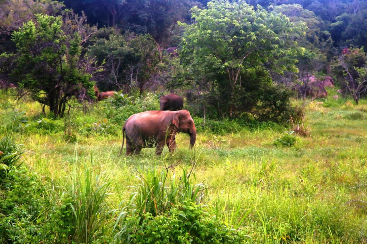 Honey Tree Polonnaruwa Otel Dış mekan fotoğraf