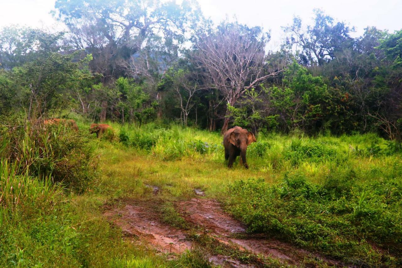 Honey Tree Polonnaruwa Otel Dış mekan fotoğraf